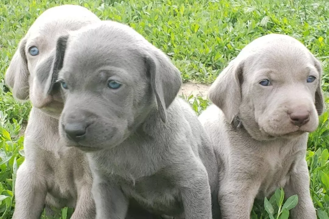 Beast/Lady 2019 Litter (SOLD)