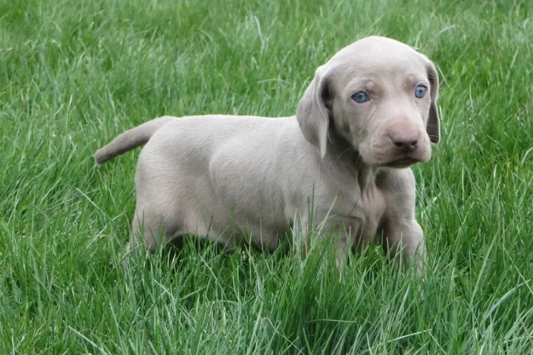 Duke/Abby 1st Litter 2017