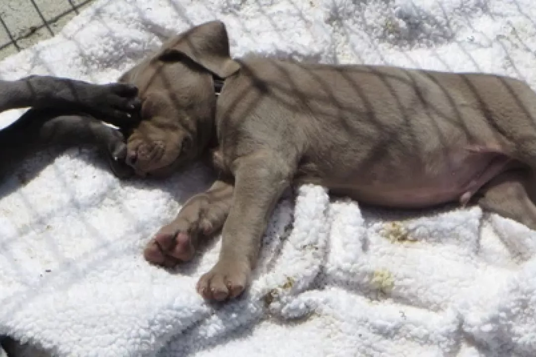 Puppies: Beast x Cleo 2020