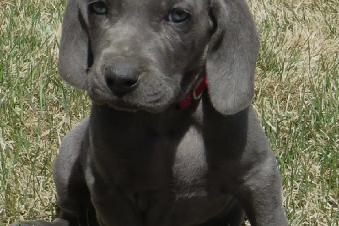Puppies: Beast x Cleo 2020