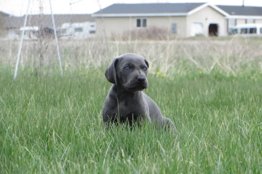 Duke/Abby 1st Litter 2017