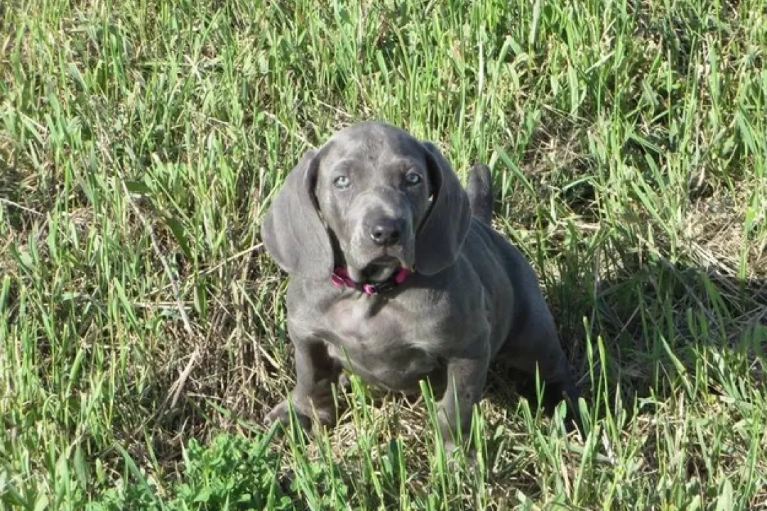 Ash/Cleo 1st Litter 2016