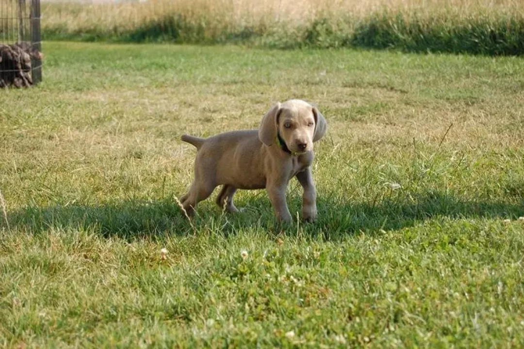 Ash/Abby 2nd Litter 2012