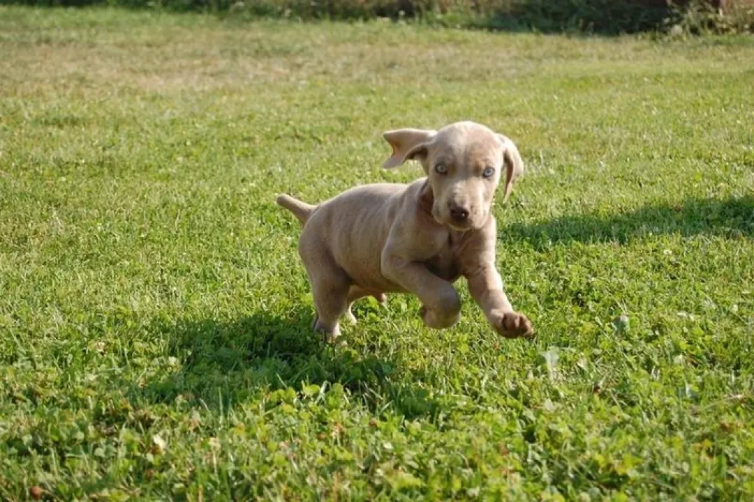 Ash/Abby 2nd Litter 2012