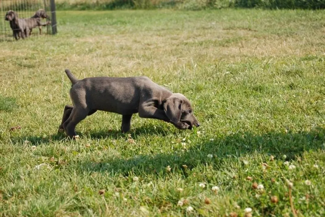 Ash/Abby 2nd Litter 2012