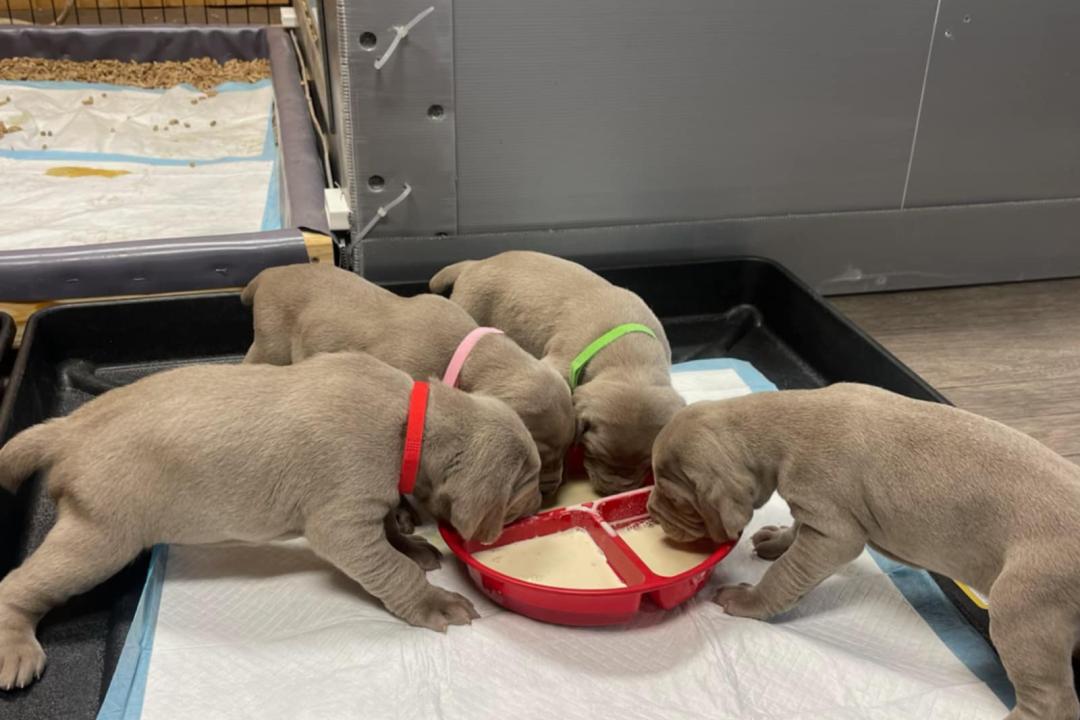 Vlad X Indy Puppies