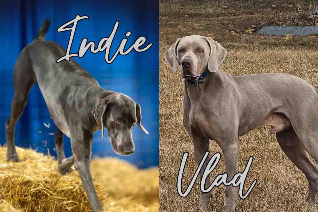 Vlad and Indie