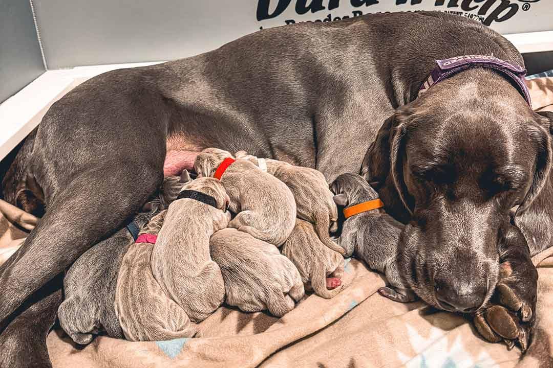 Vlad and Indie Puppies