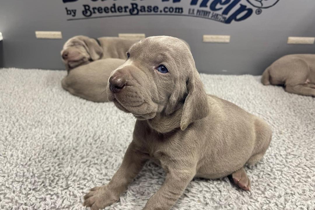 Vlad X Indy Puppies