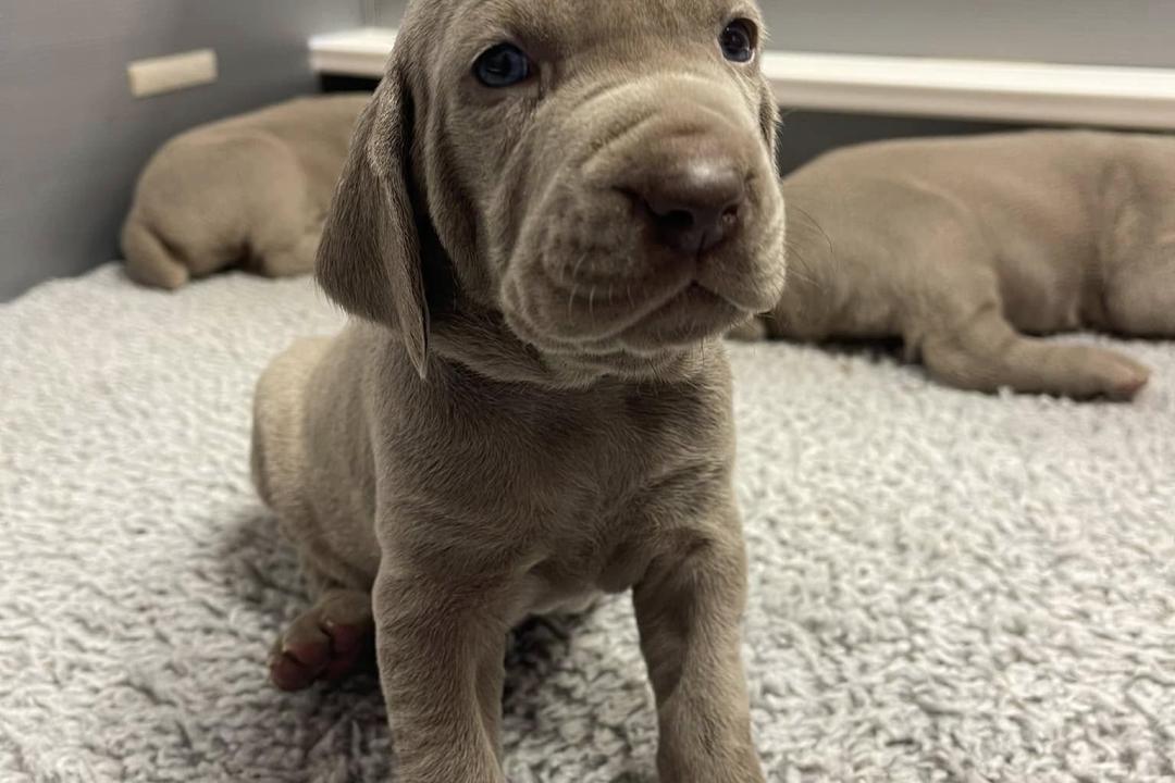 Vlad X Indy Puppies