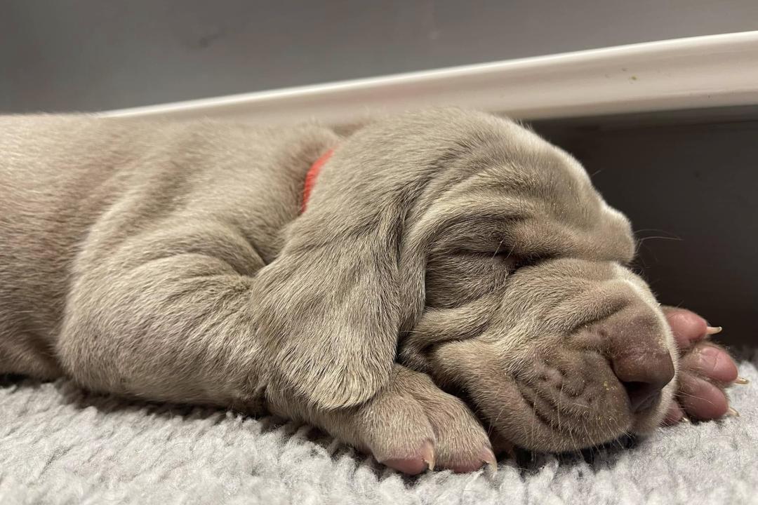 Vlad X Indy Puppies