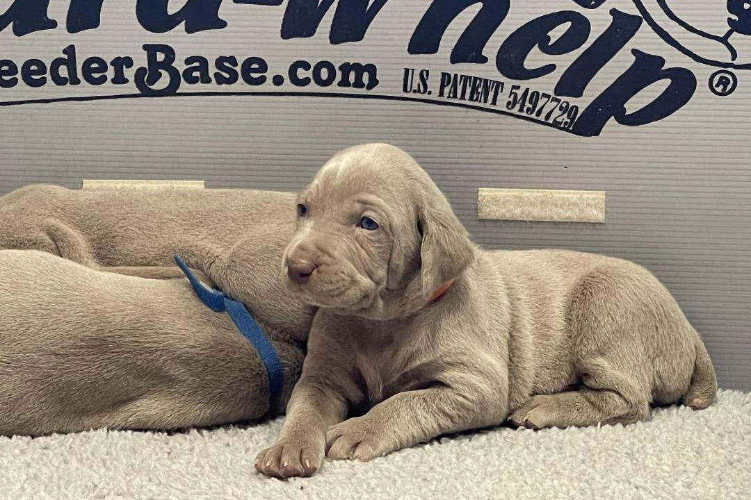 Vlad X Indy Puppies