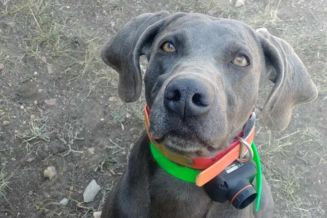 Moose