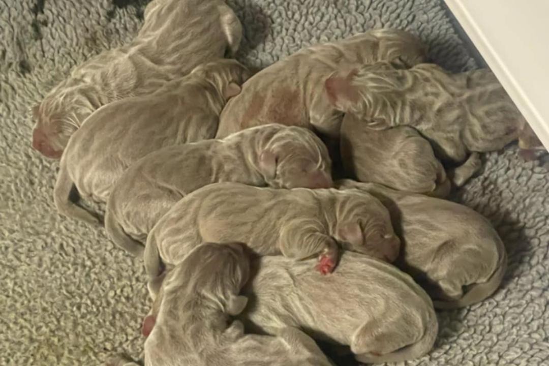 Vlad X Indy Puppies