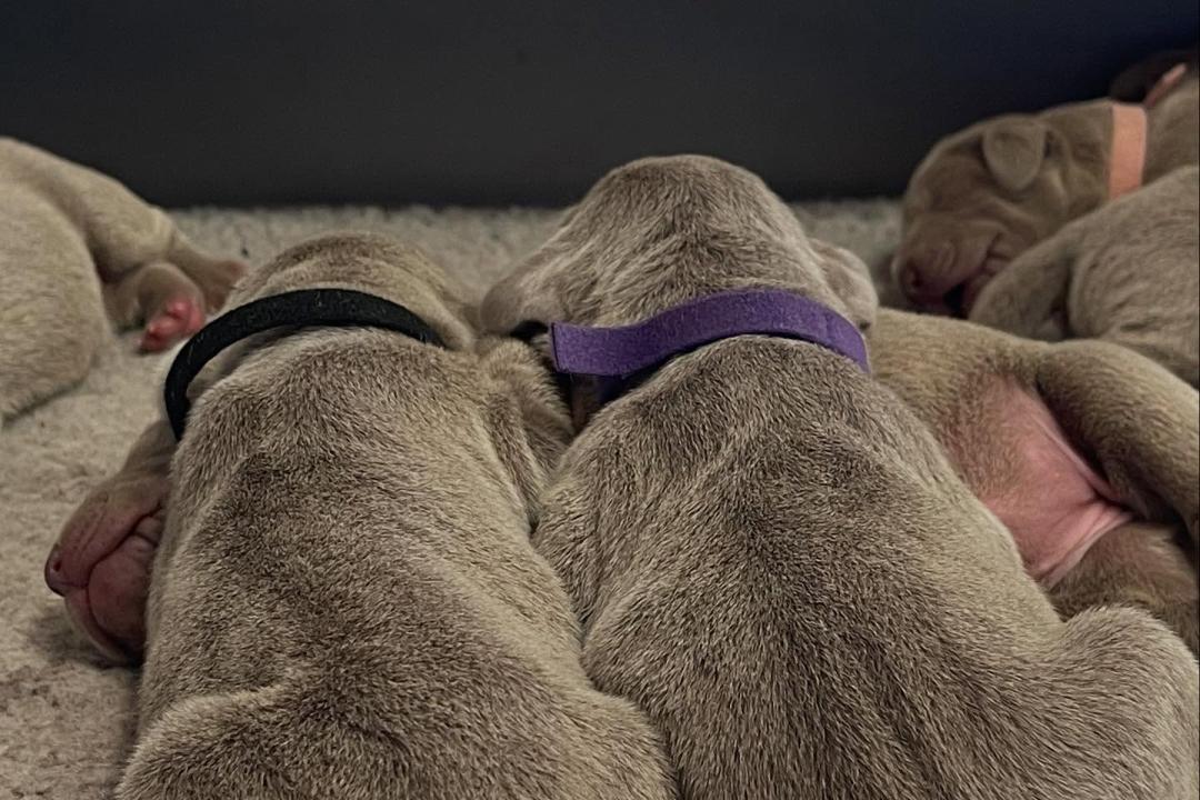 Vlad X Indy Puppies
