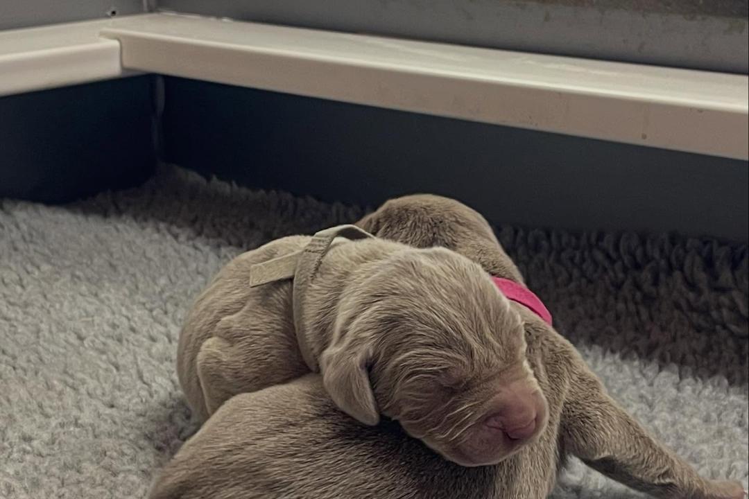 Vlad X Indy Puppies