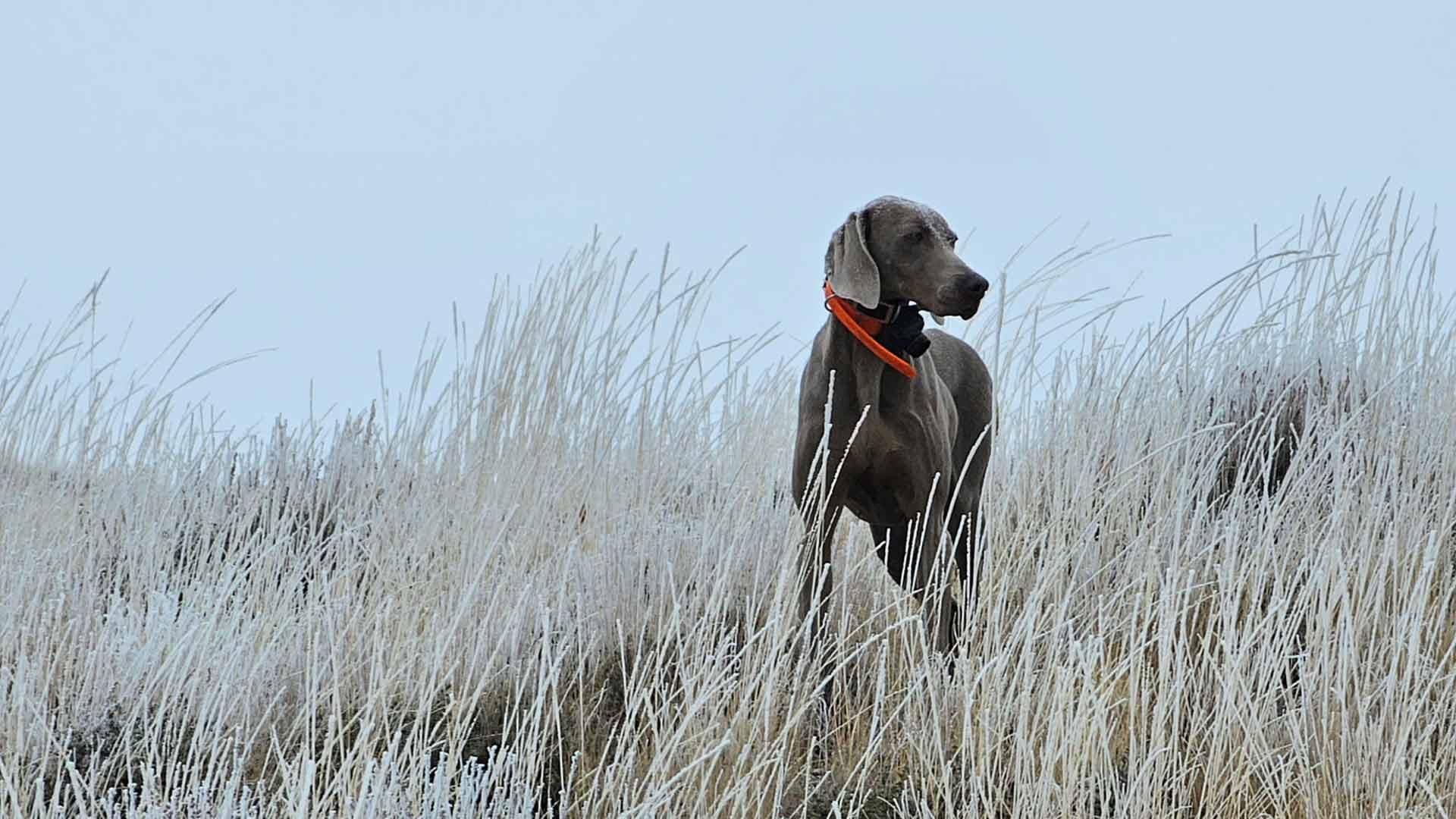 weimaraner