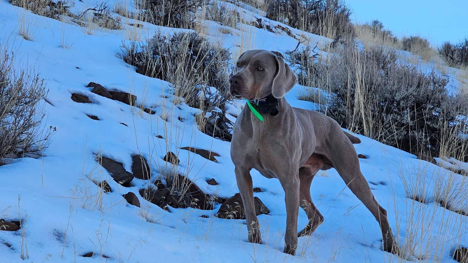 weimaraner