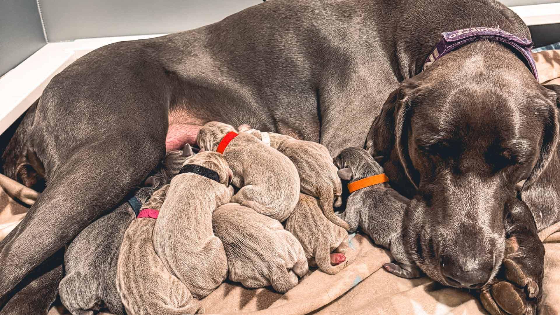weimaraner puppies